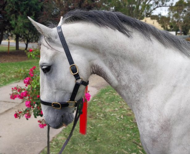 537 Conversano Sagana II