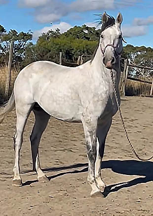 537 Conversano Sagana II