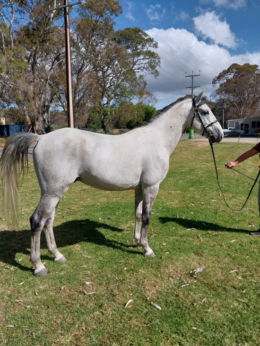 537 Conversano Sagana II