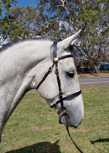 537 Conversano Sagana II