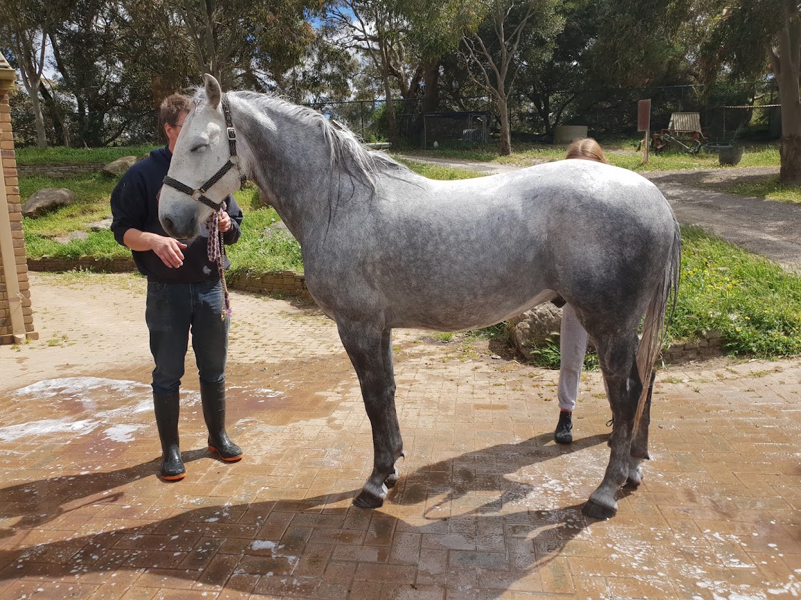 510 Conversano Sava III