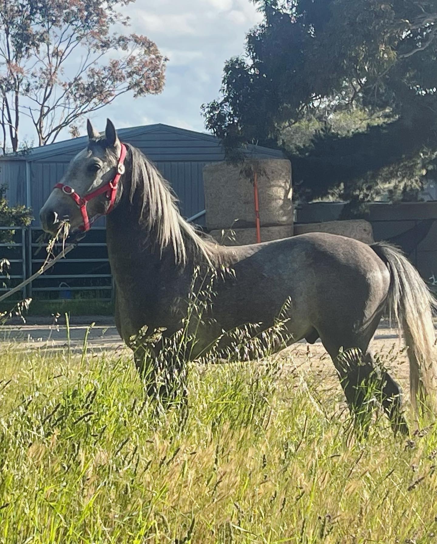 536 Conversano Sienna