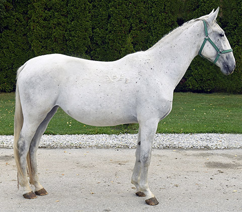 Conversano XXVIII-45