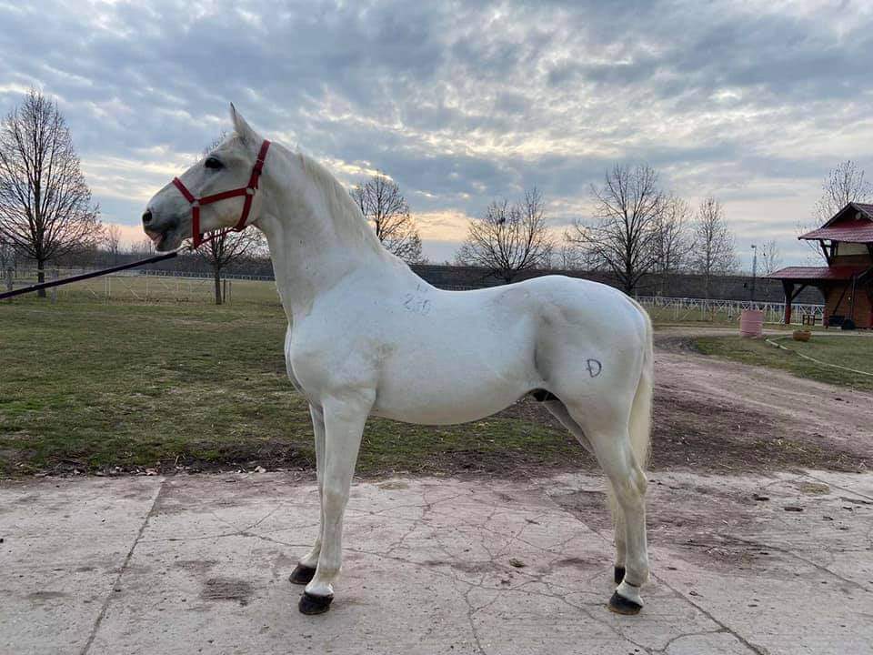 230 Neapolitano Mara LI-3