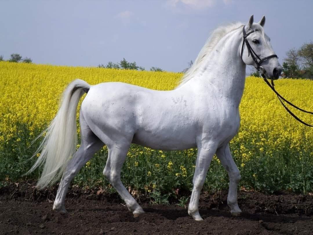 4749 Neapolitano XXV-9