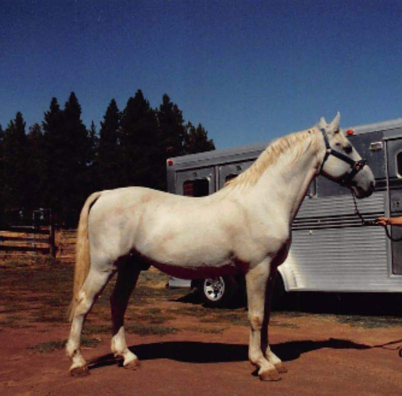 315 Pluto III Belvedera