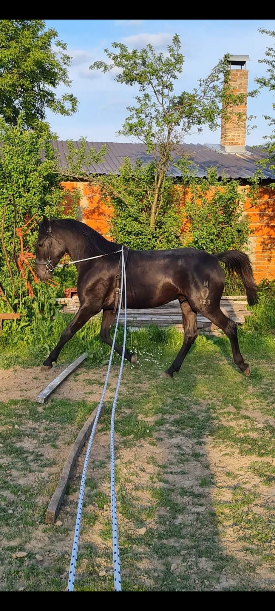 123 Neapolitano Lasta III-2