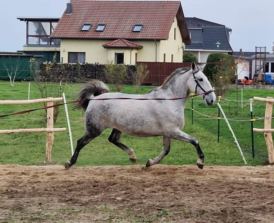 8199 Pluto XX-15 Marina