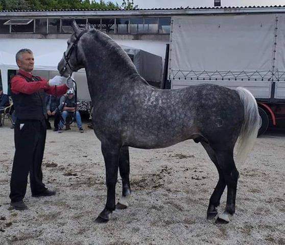 381 Maestoso Munja IX-1