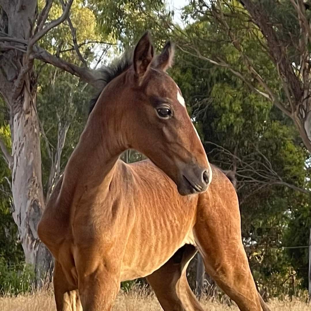 551 Maestoso Perlina