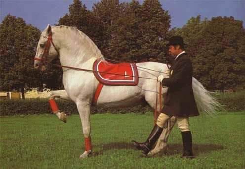 330 Favory Dubovina II