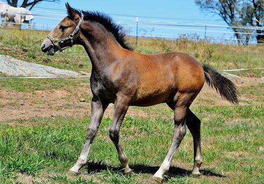 514 Favory Lucca III