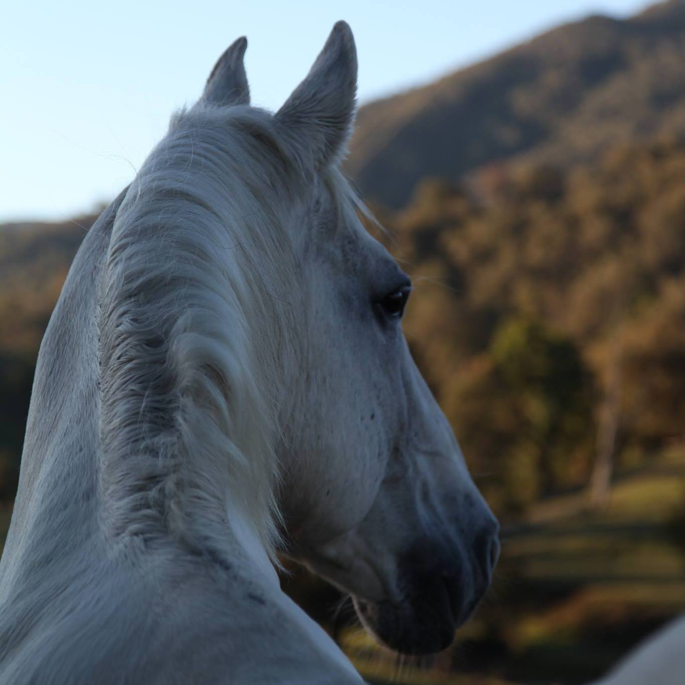 235 Favory Szuzi III