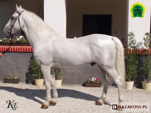 211 Favory XI Reseda