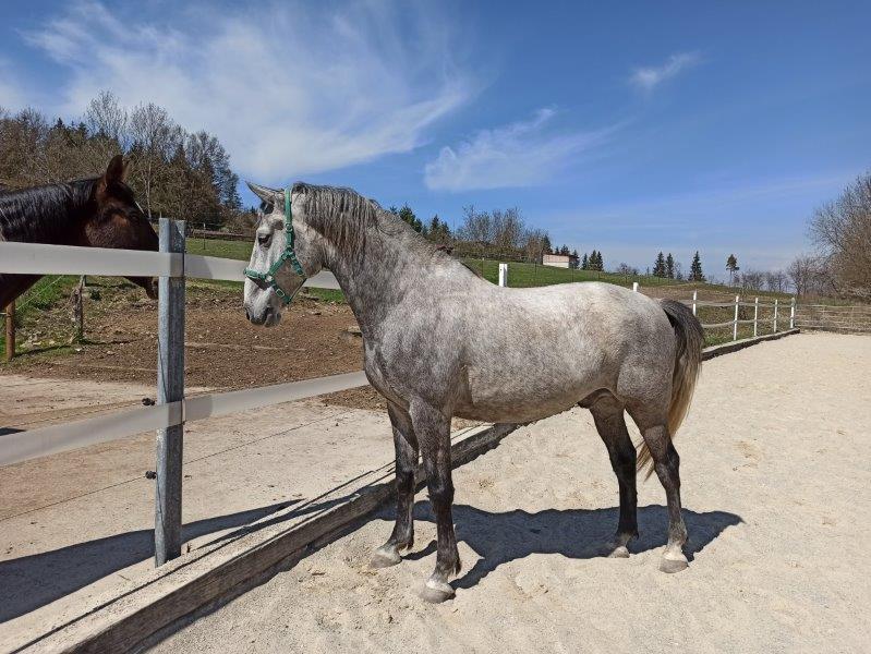 Gabriel Favory Unjoy