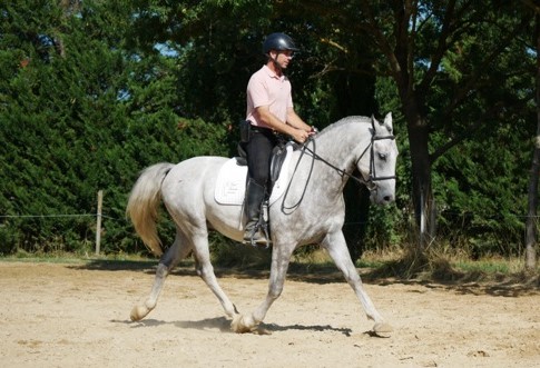 Hapy Maestoso Pepita