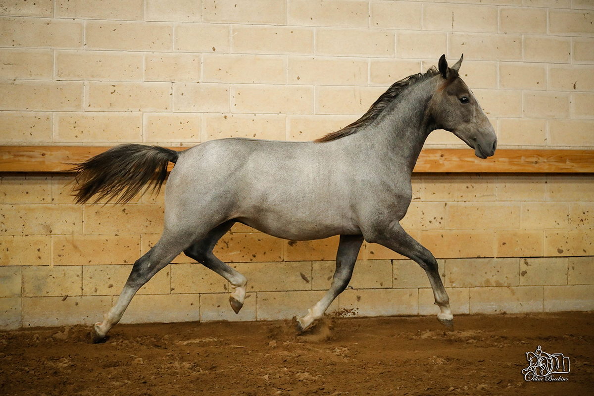 Hapy Maestoso Pepita