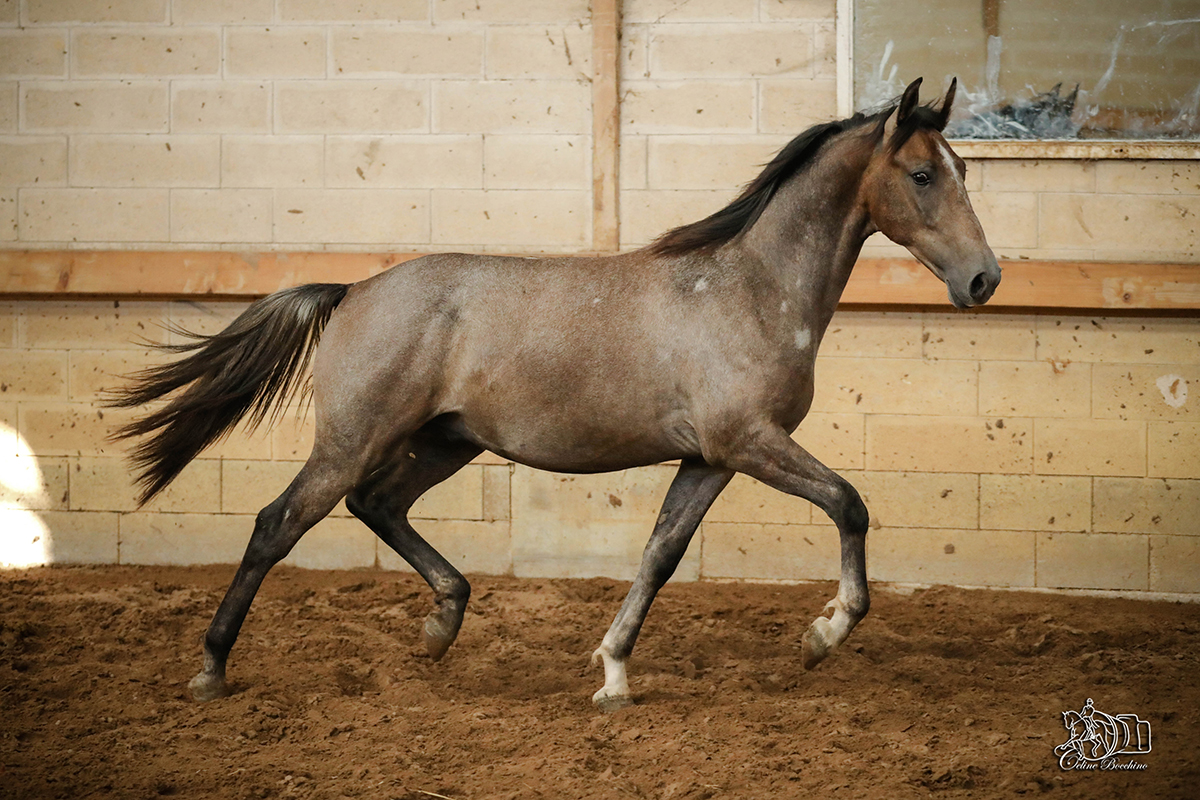 Hispano Maestoso Qala