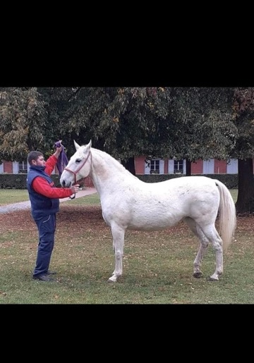 207 Montenegra XLVII