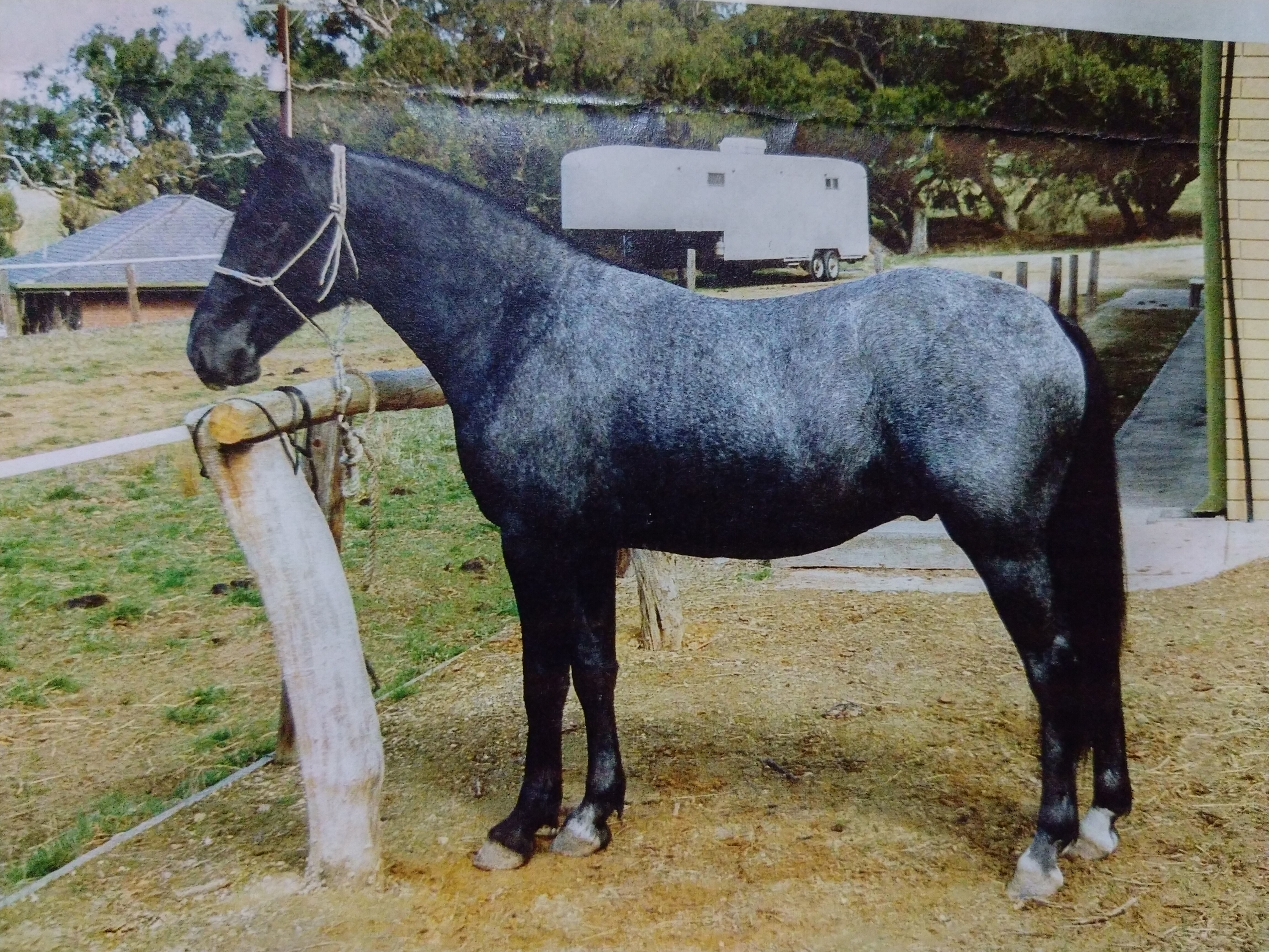 155 Neapolitano Steaka II