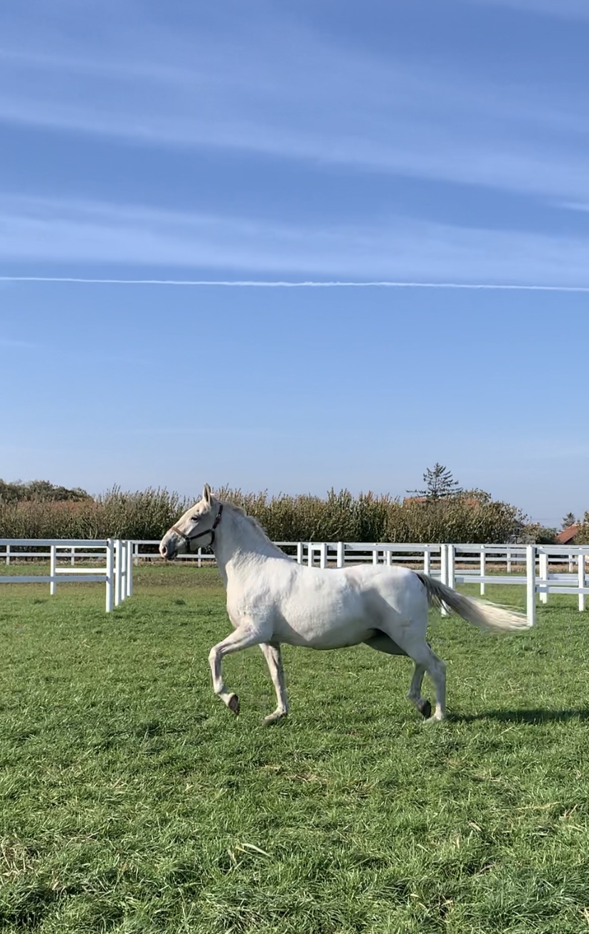 207 Montenegra XLVII