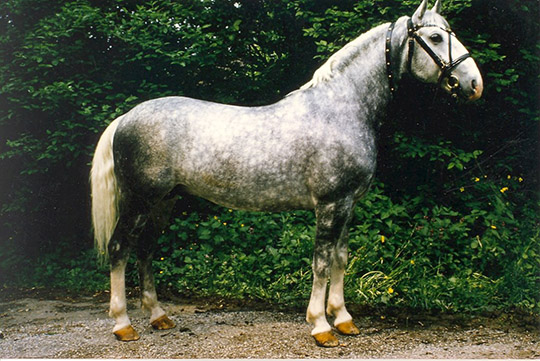 2176 Incitato X-33 (XIII. tm)