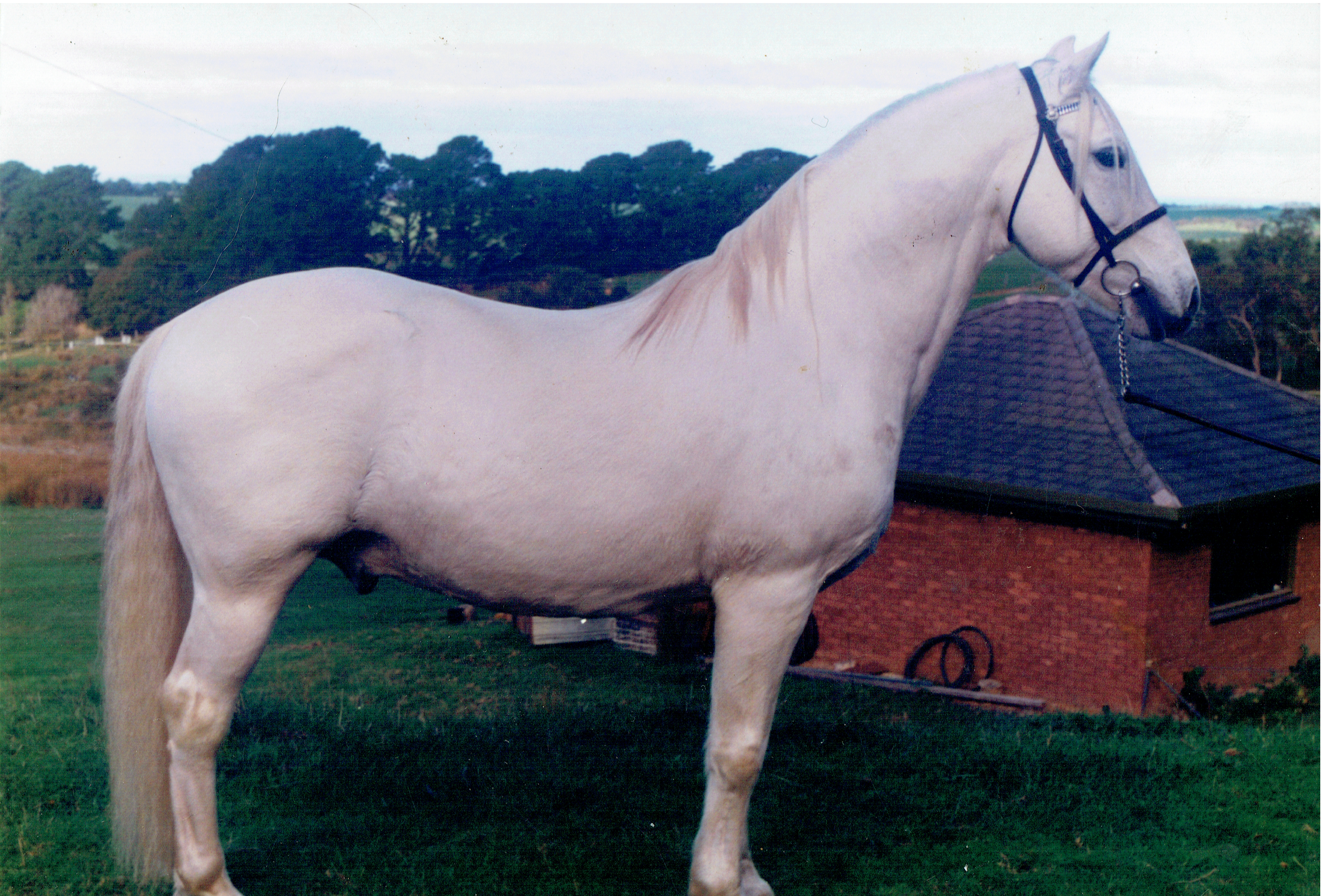 7 Siglavy Monteaura II