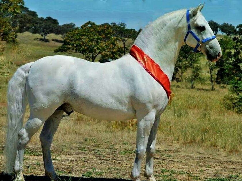 257 Favory Pallavicina I