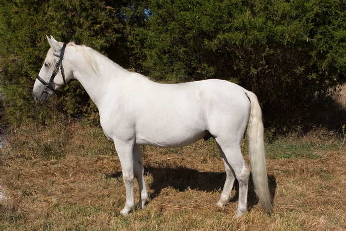 261 Maestoso Samira XXI