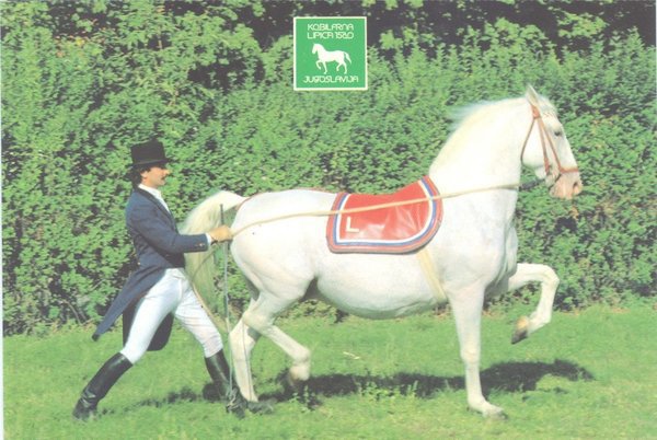 Maestoso Bonavoja-45