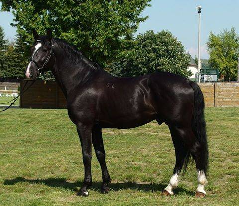 5599 Maestoso Mefiszto