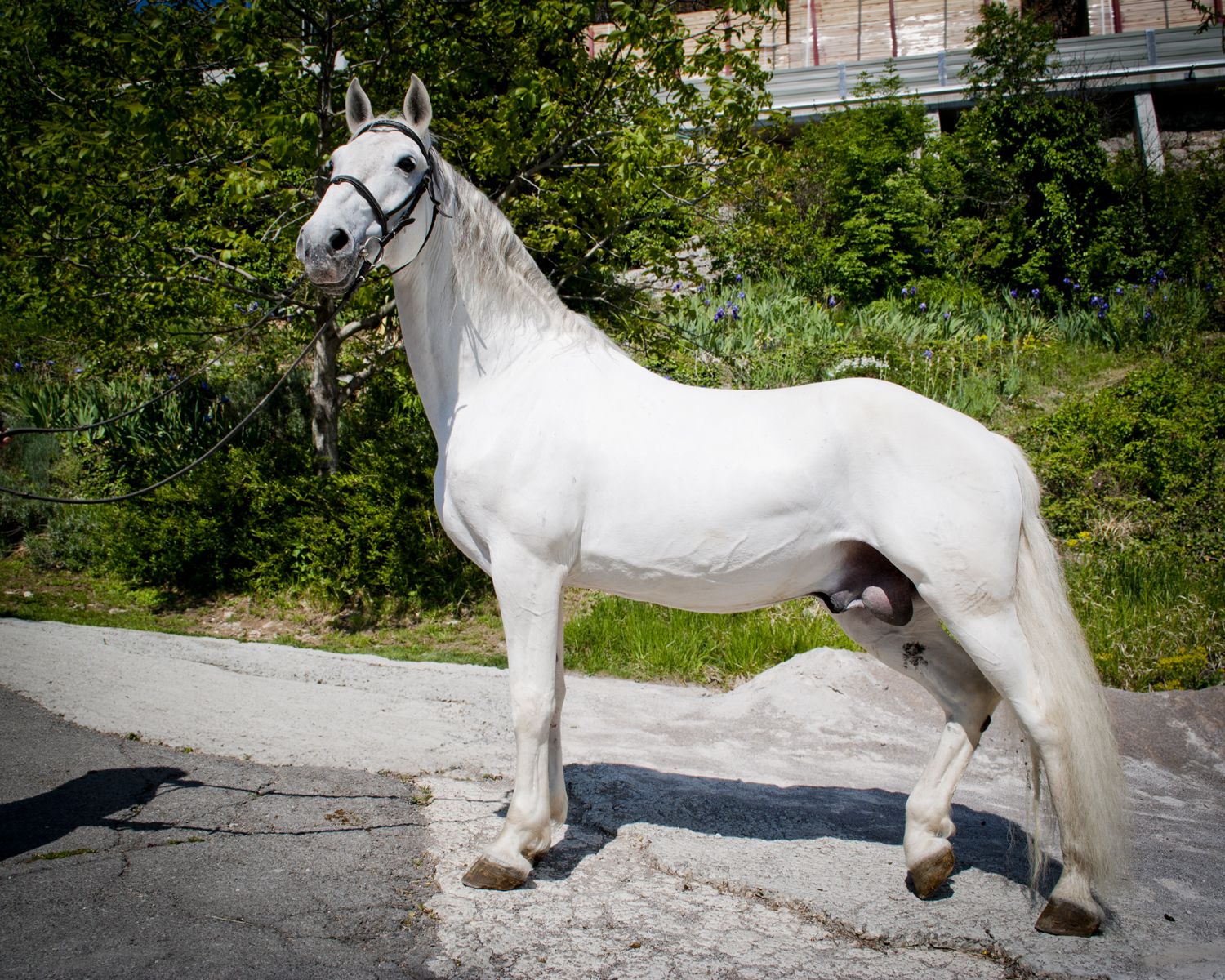 22 Maestoso Romida-8
