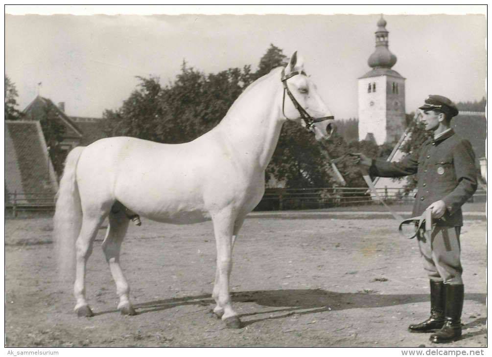 Maestoso VIII Capriola I (M. VIII)