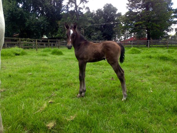 320 Maestoso Leipzig I
