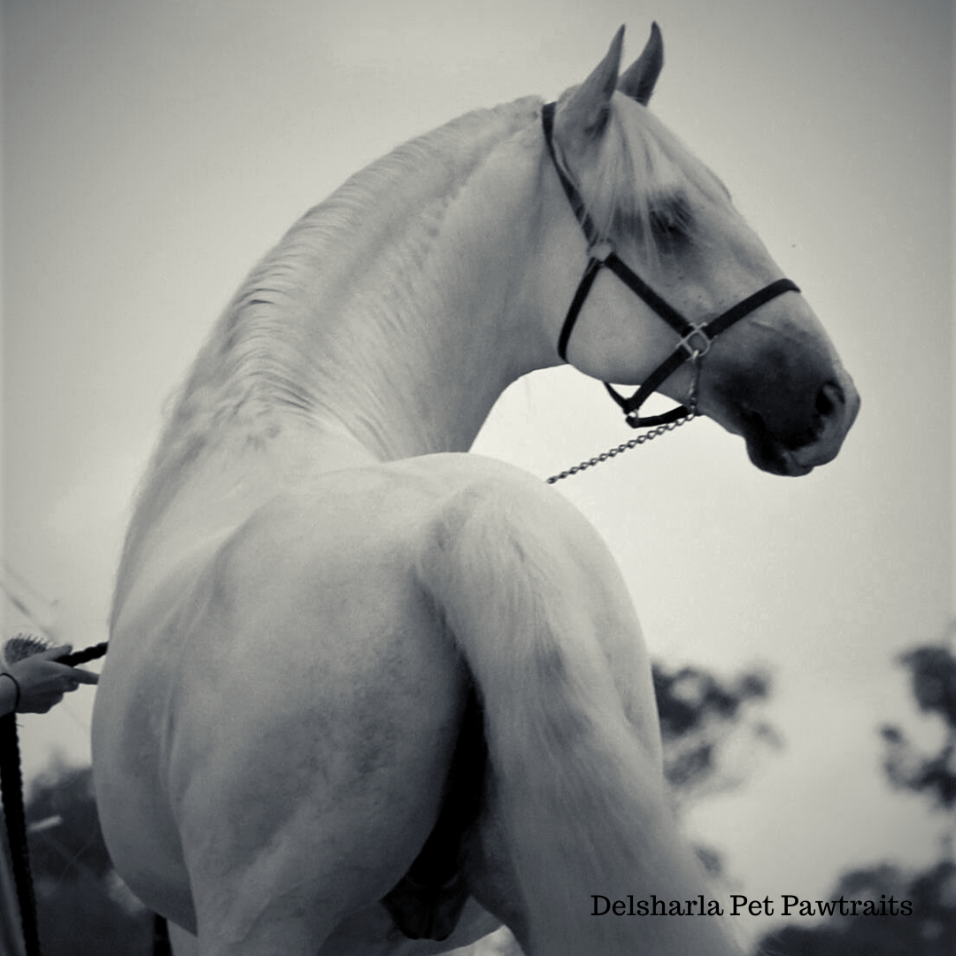 257 Favory Pallavicina I