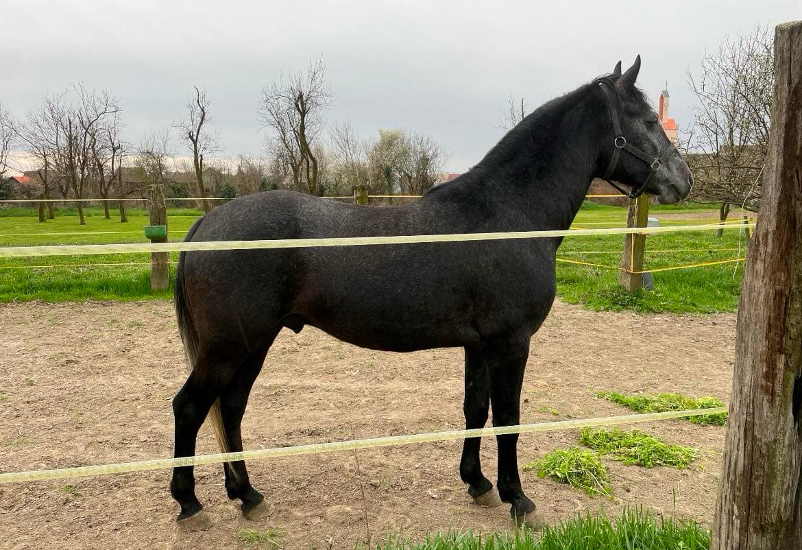 123 Neapolitano Lasta III-2