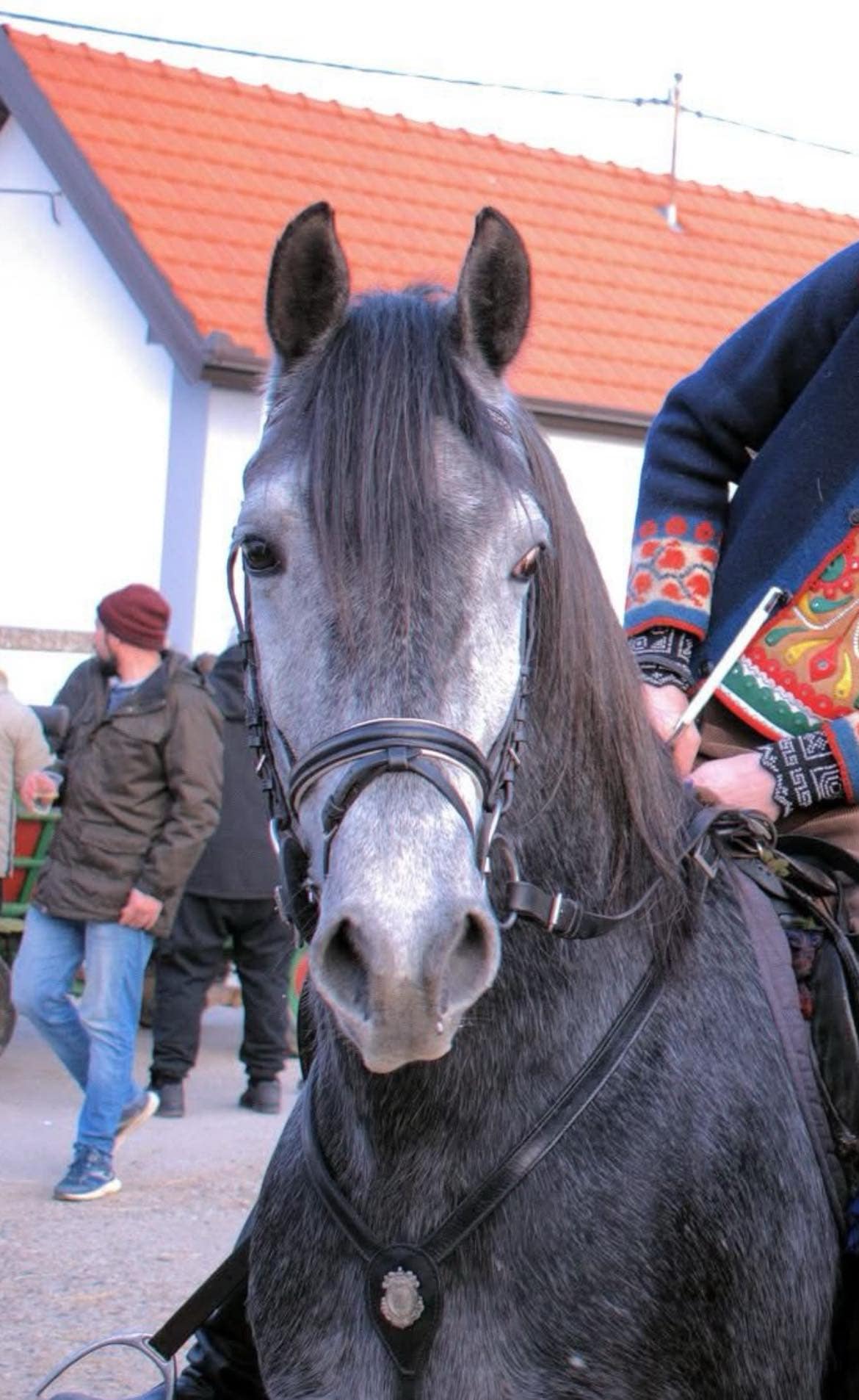 123 Neapolitano Lasta III-2