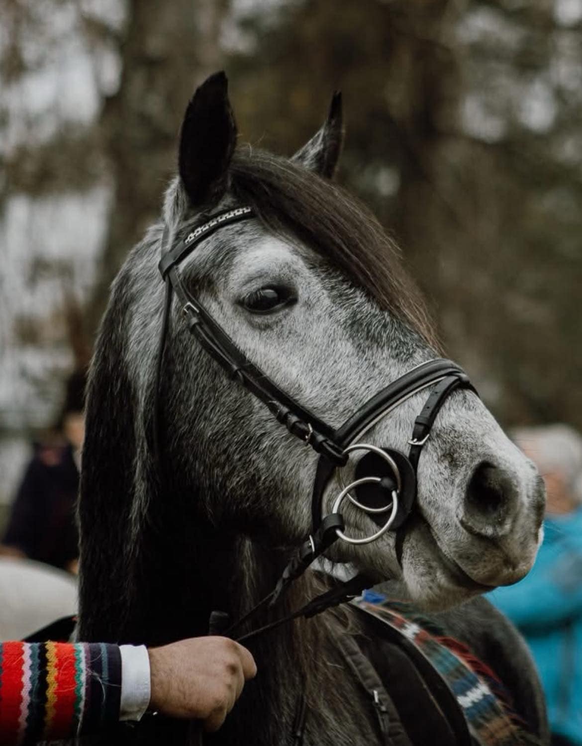 123 Neapolitano Lasta III-2