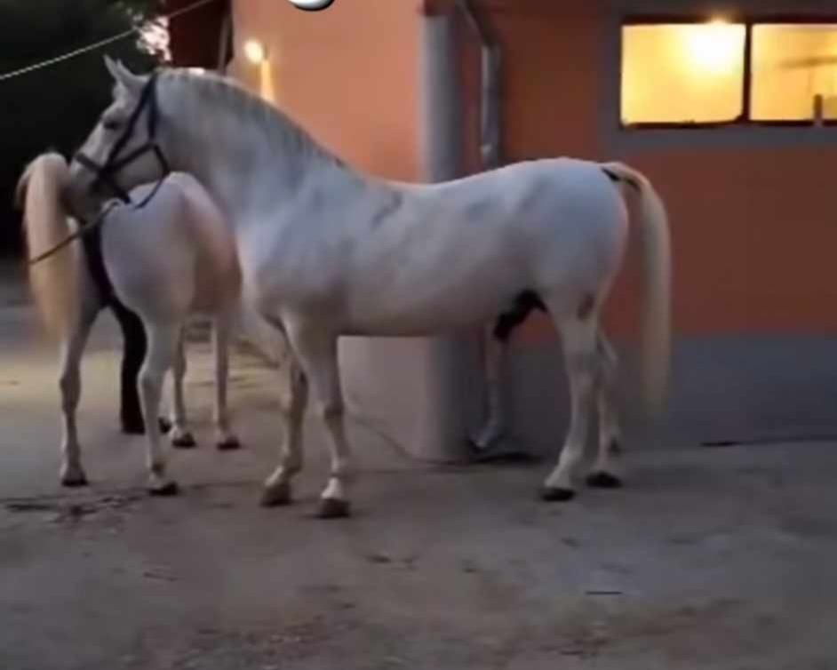 465 Conversano Allegra II-2