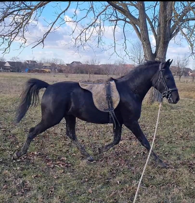 123 Neapolitano Lasta III-2