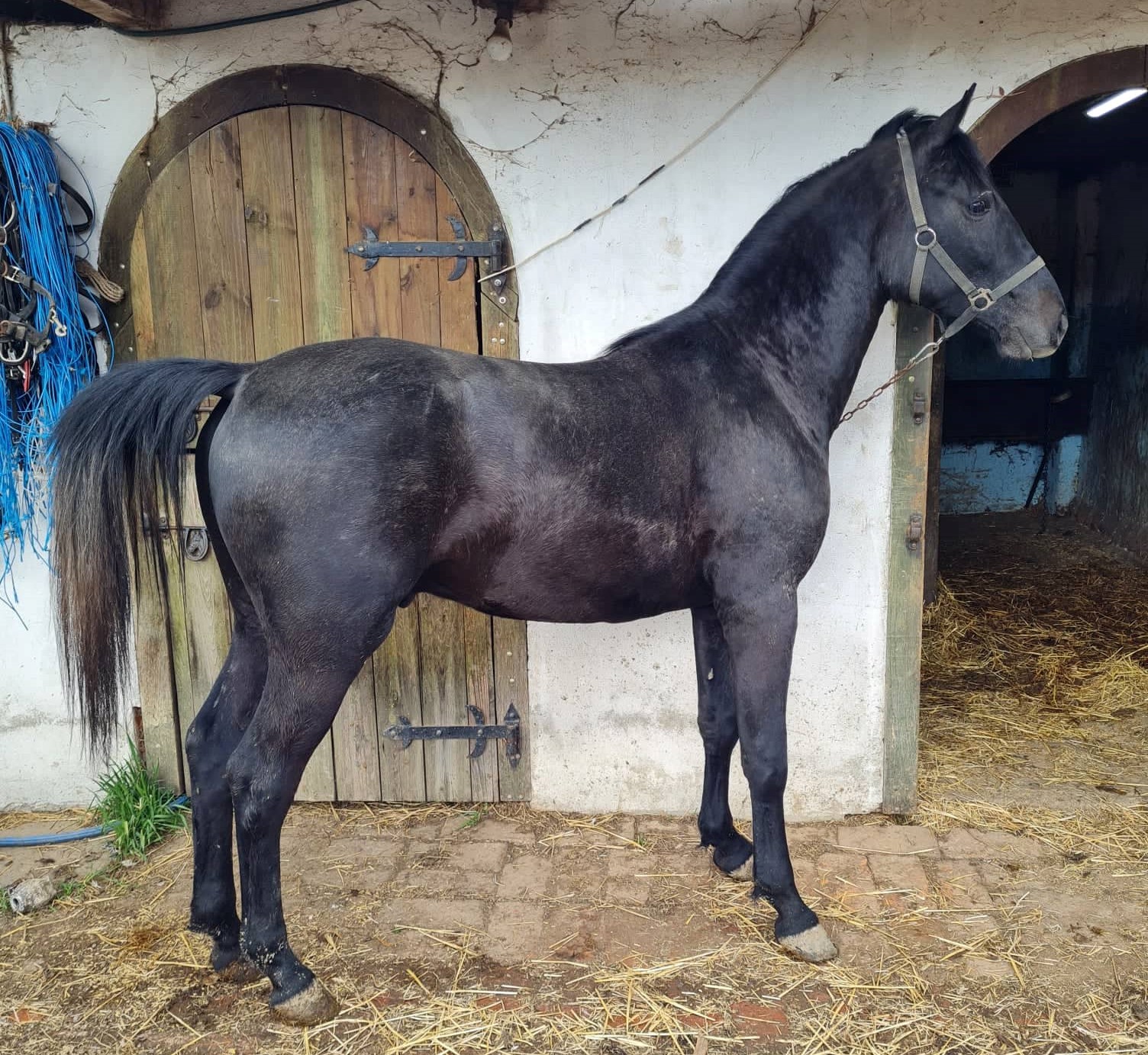 123 Neapolitano Lasta III-2