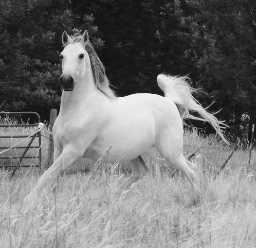 Neapolitano Maestina