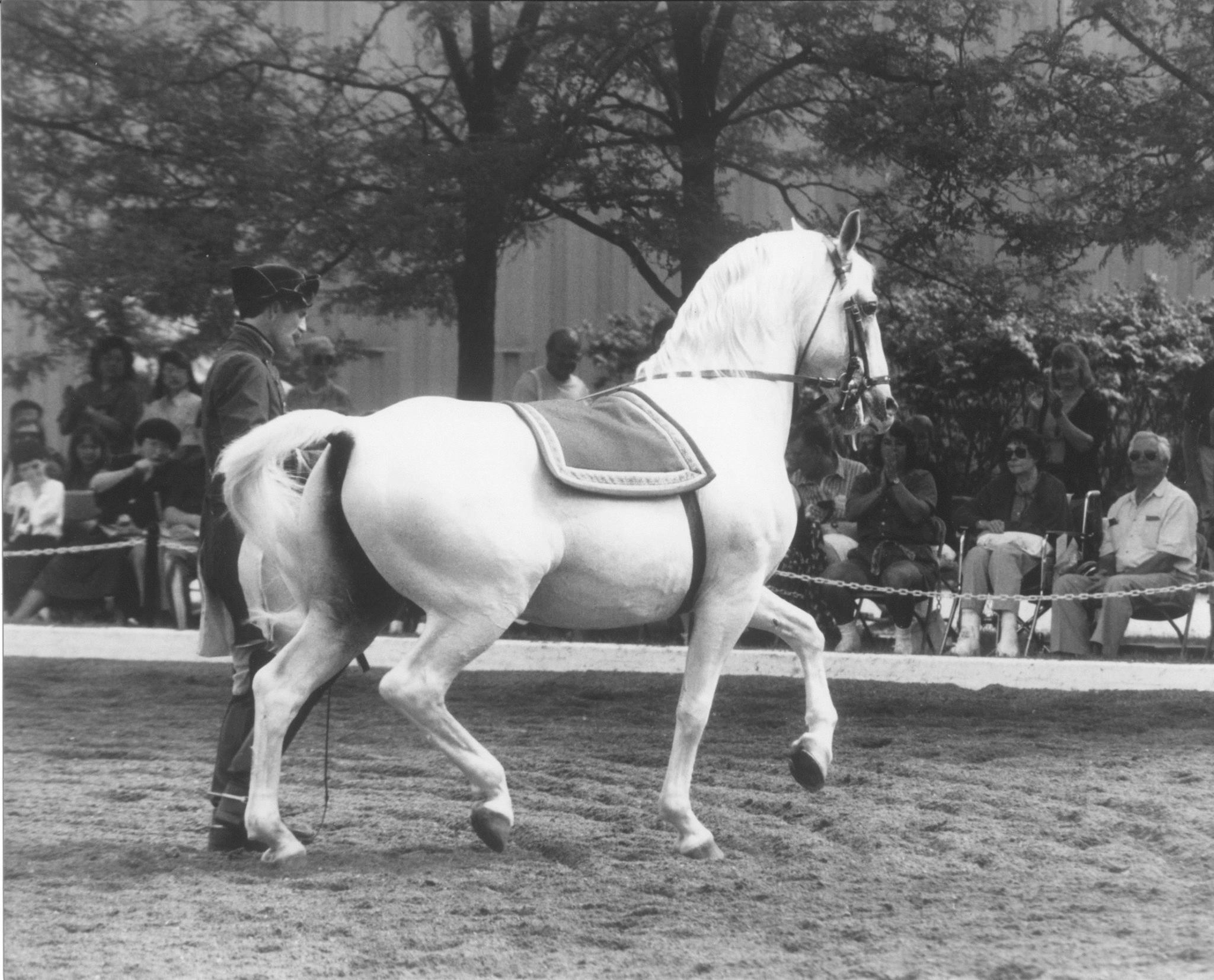 520 Neapolitano V Primrose