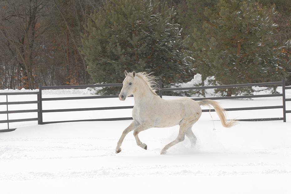 Neapolitano Wandosa II