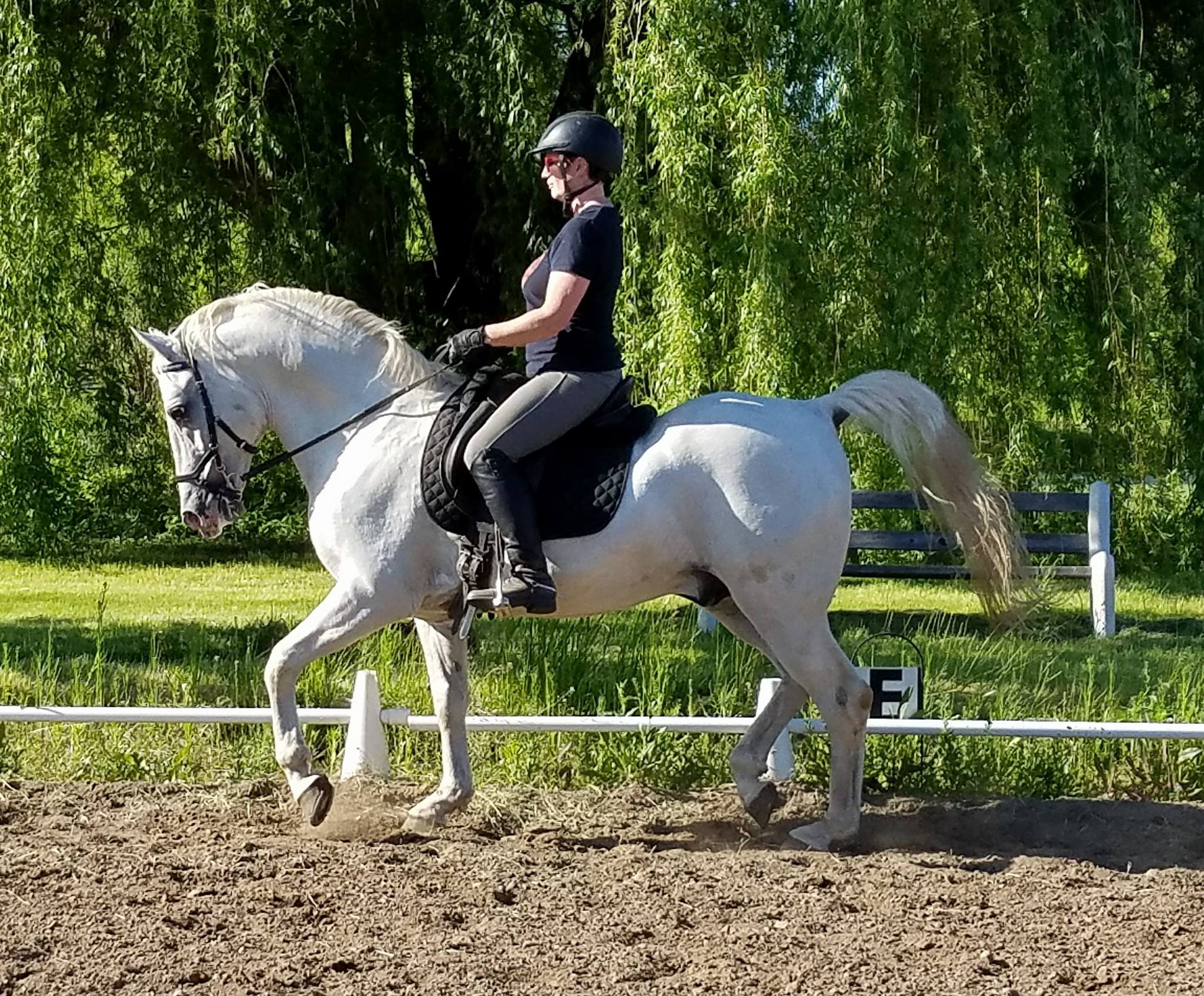 Neapolitano Wandosa II