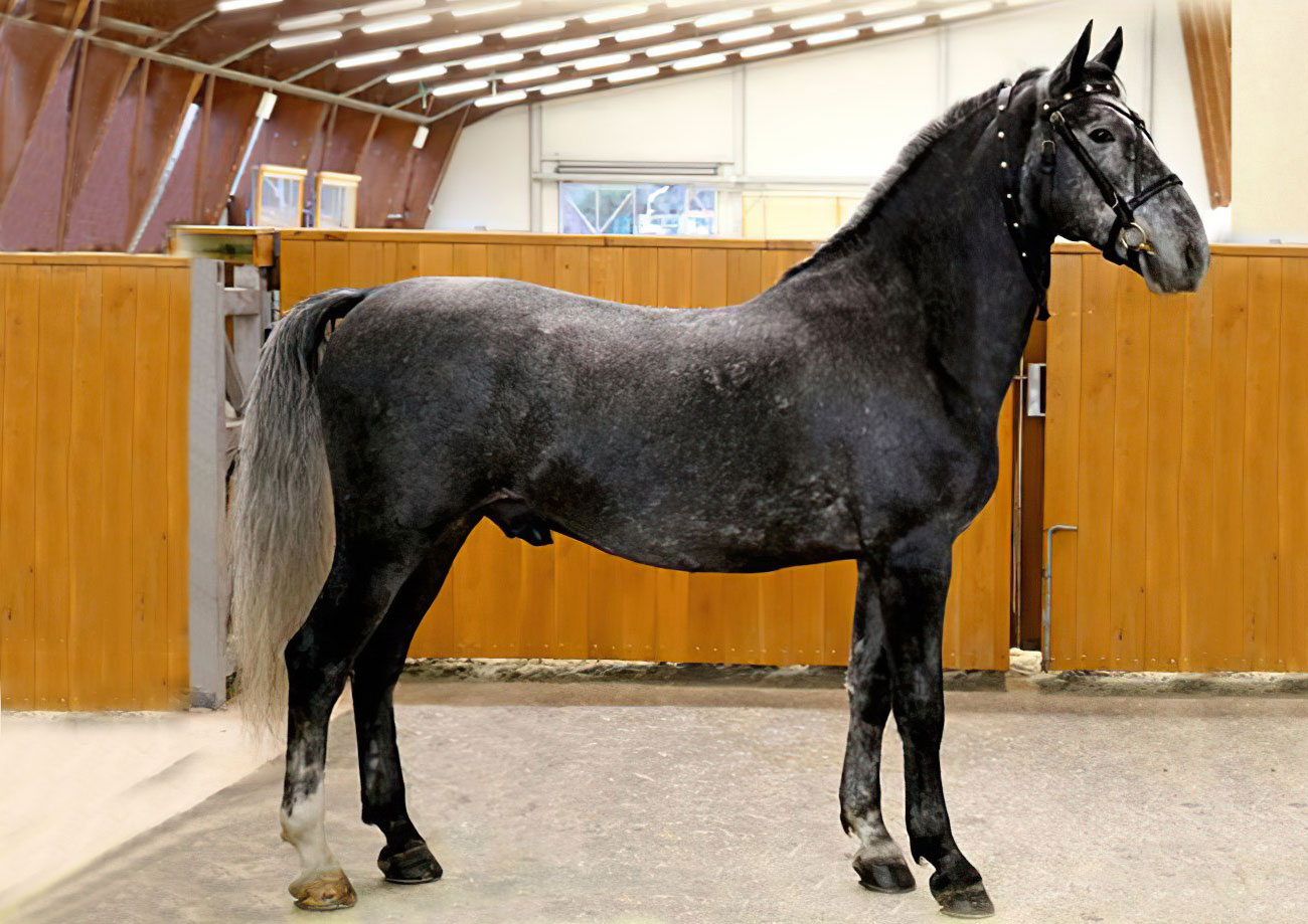 Neapolitano XXVII-14