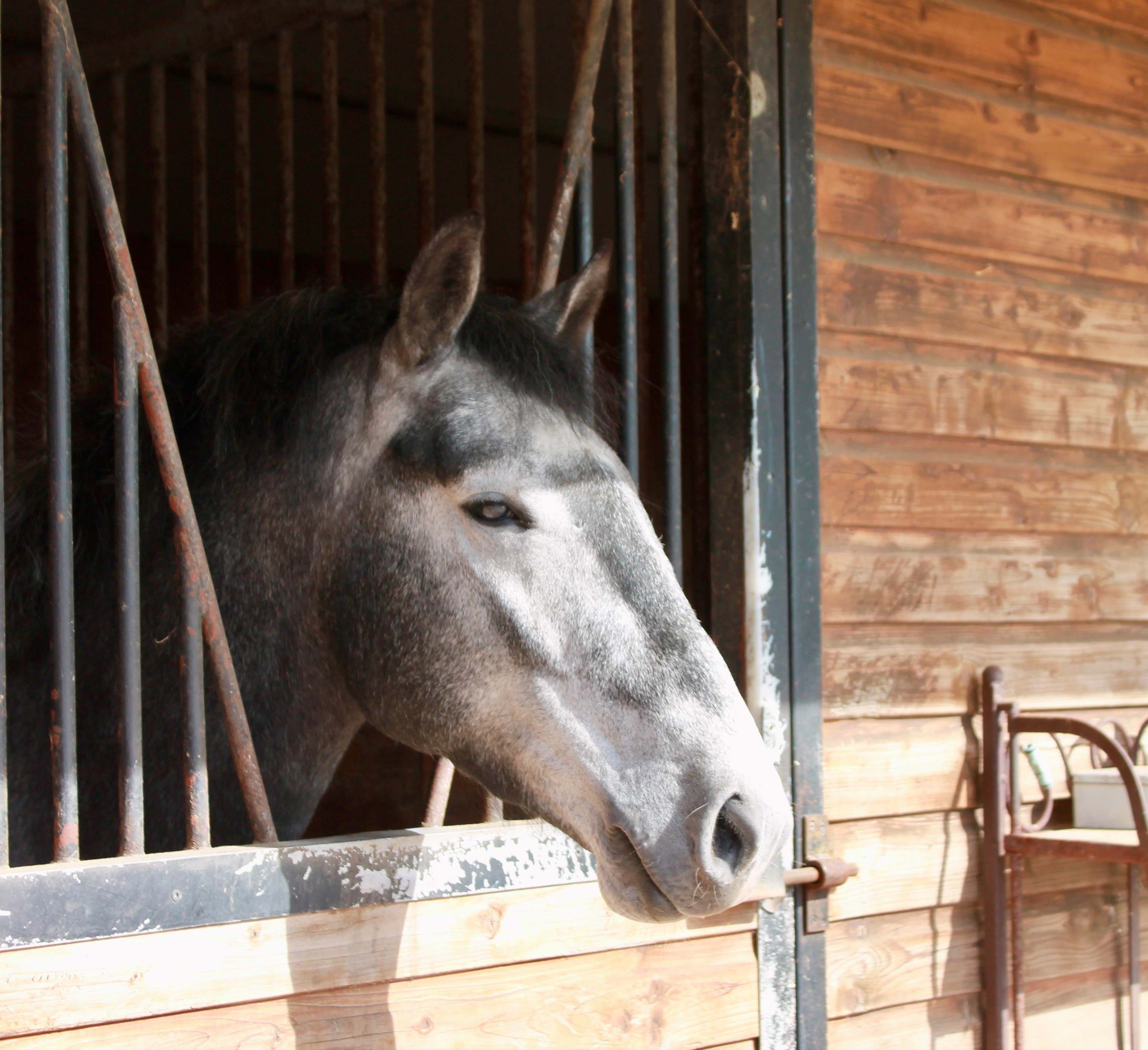 Neapolitano XXXI-39-13