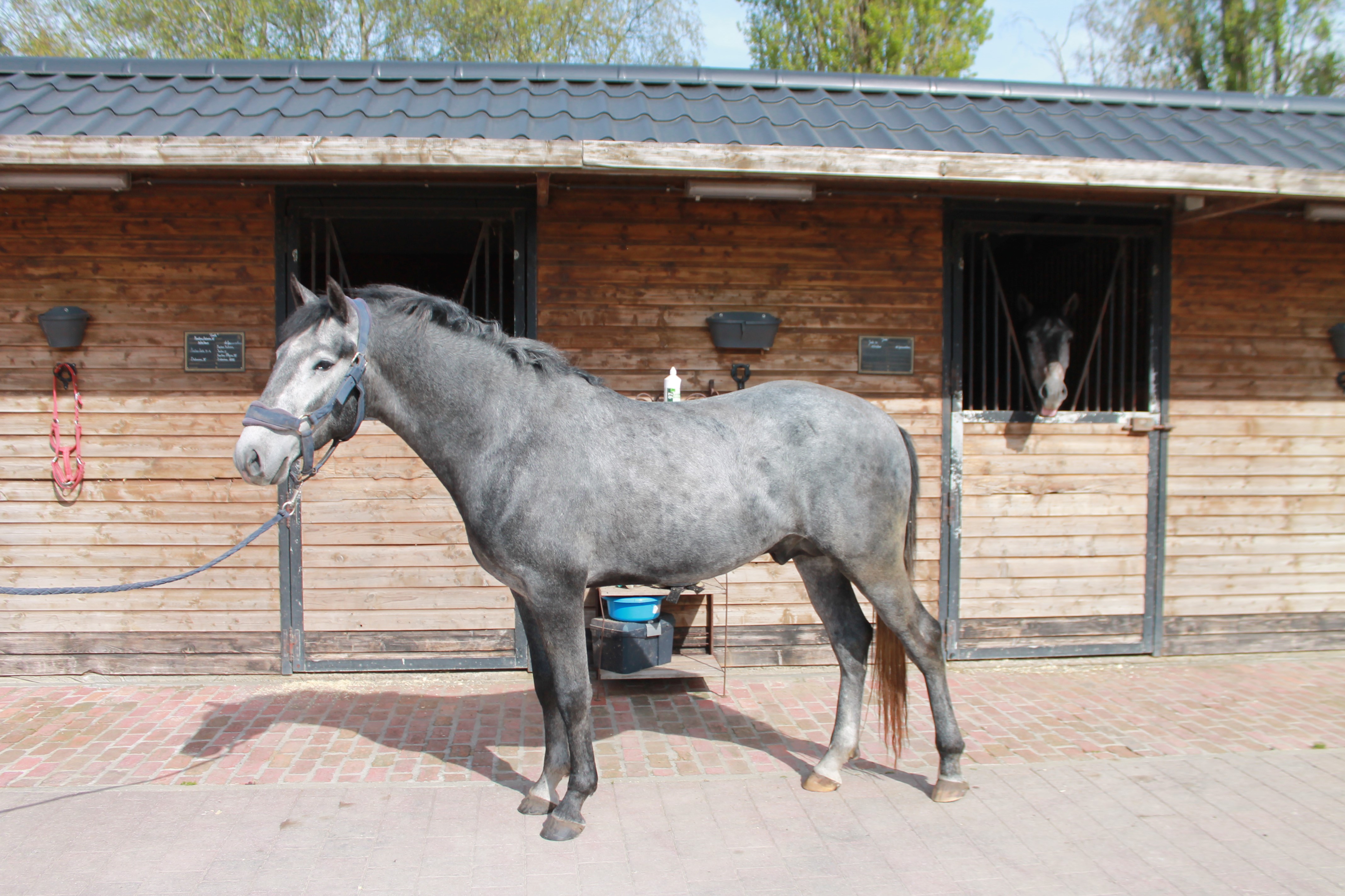 Neapolitano XXXI-39-13