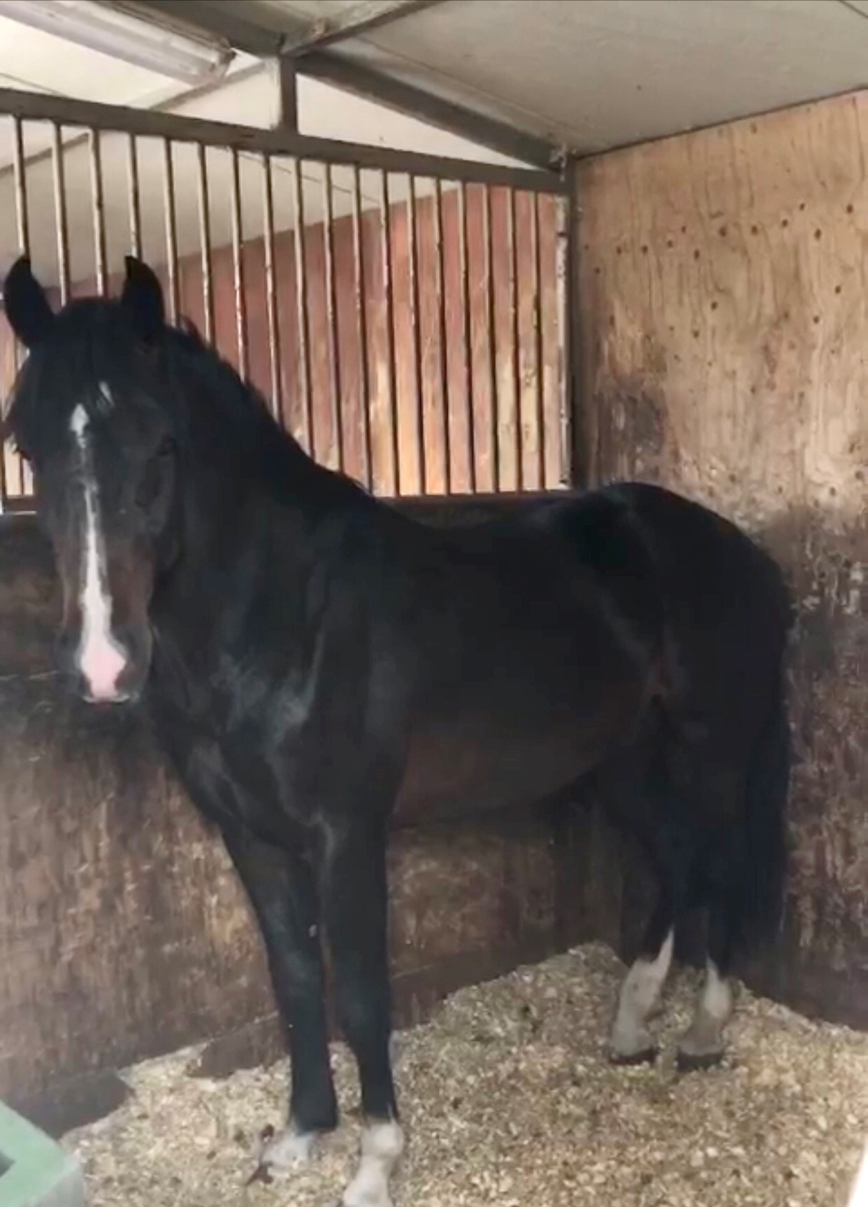 Neapolitano XXXI-39-8