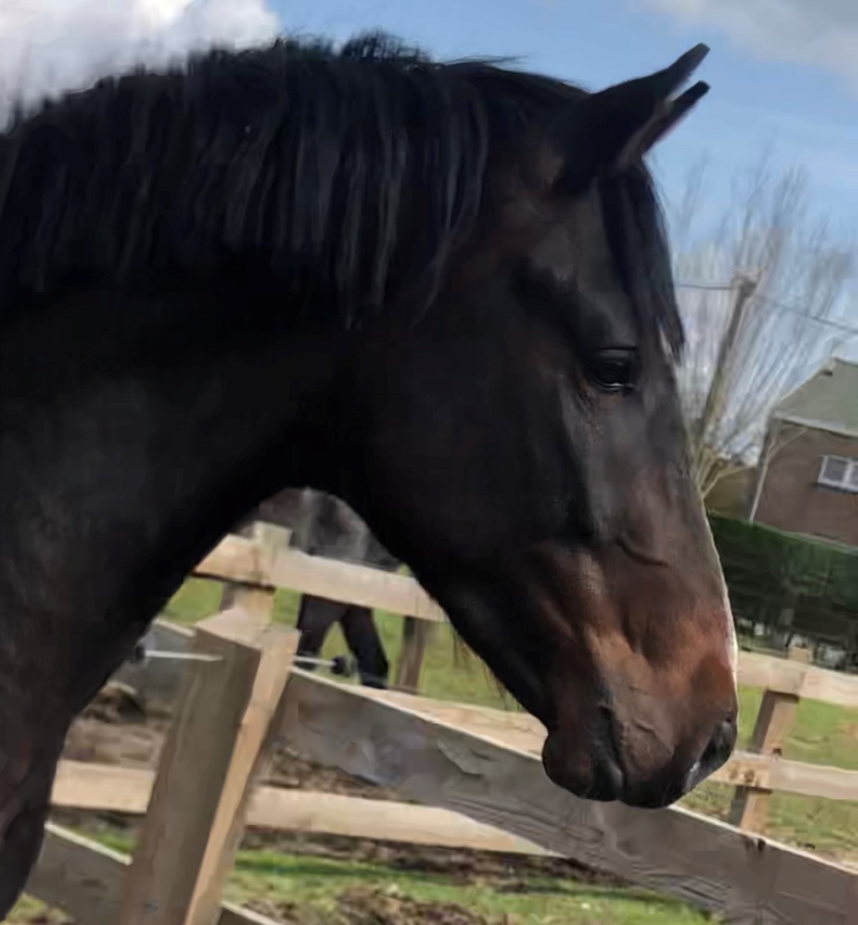 Neapolitano XXXI-39-8